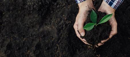 en man planterar trädplantor i jorden i en tropisk skog och planterar ett ersättningsträd för att minska den globala uppvärmningen. konceptet att rädda världen och minska den globala uppvärmningen. foto