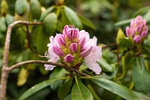 rosa lila rhododendronknoppar i vårträdgården foto