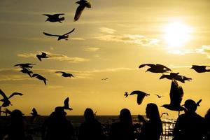 vacker kvällssolnedgång med flockar av fåglar som flyger runt. foto