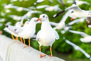 flock av måsar i naturen foto