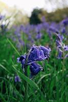 lila blommor i trädgården foto