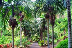 palmer som växer i maui hawaii foto