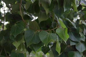 mörkgröna blad och hjärtform av portiaträd på gren, thailand. ett annat namn är indiskt tulpanträd, pacific rosewood, seaside mahoe, milo och aden apple. foto