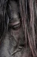svart häst porträtt, djurteman foto