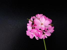 ljusrosa pelargonblommor foto