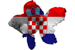 Kroatiens flagga på guldfisk foto