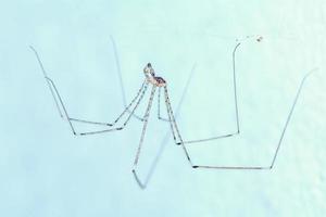 spindel som väntar på att äta insekter i det under fluorescerande ljuset. foto