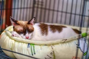 katt som sover på en madrass foto