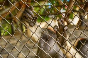 hand av rödskaftad douc langur foto