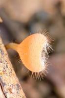 cookeina sulpipes i regnet. cookeina är ett släkte av koppsvampar i familjen sarcoscyphaceae, vars medlemmar kan finnas i tropiska och subtropiska områden i världen. foto