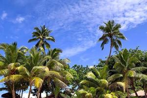 vackra palmer vid stranden på de tropiska paradisöarna Seychellerna. foto
