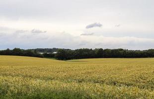 sommarvy på jordbruksgrödor och vetefält redo för skörd foto