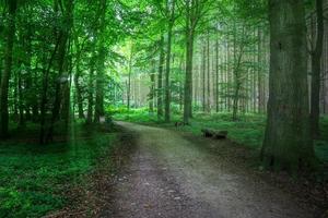 mystisk utsikt in i en magisk och kuslig skog med ljusstrålar. foto