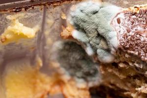 närbild, svamp på tårtan. mögel med sporer på bortskämd, rutten kaka. foto