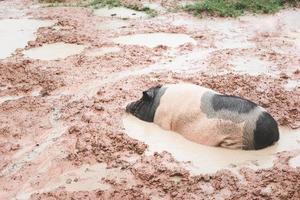 en gris, vit och svart, sov bekvämt i en lerig grop en regnig dag. foto