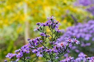 lila jungfrulig asters i senhösten på naturlig suddig bakgrund foto