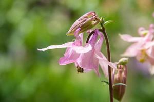 ett foto av rosa aquilegiablommor i en trädgård. vanliga namn på aquilegia mormor