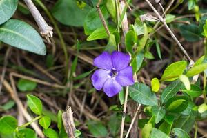 blå snäcka blomma. vild vinca snäcka foto