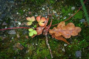 ung växt för vildsmultron greena dn röda blad med vinstockar och en torr brun ekkaff på grön mossabakgrund foto