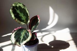 calathea roseopicta medaljong och marion sort - närbild blad på fönsterbrädan i starkt solljus med skuggor. krukväxter, grön heminredning, skötsel och odling foto