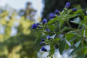 de vackra blommorna och naturen foto