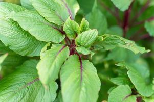 amarantväxt amaranthus grön trädgård foto