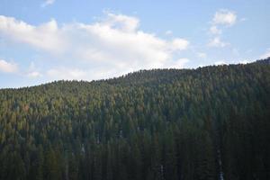 östra Sibiriens natur. taiga. krasnoyarsk territorium foto