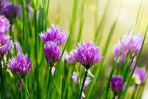 violett vild lök allium blommor i solen. blommande vilda vårväxter. trädgårdsskötsel och blomsterodling. foto