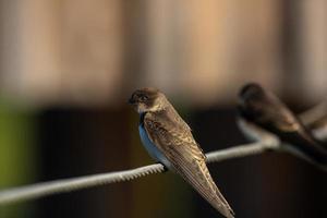 sand martin fågel, närbild foto