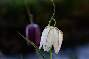 vita ostar blomma blomma med dagg foto