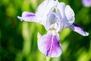 lila blommor iris i trädgården. randig kronblad violett skäggig iris eller barbata. foto