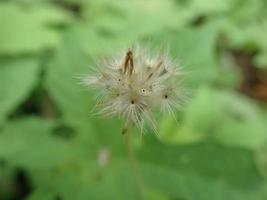 närbild makrorestfruktfrö tridax procumbens, allmänt känd som coatbuttons eller tridax daisy eller gletang foto