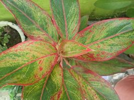 sri rejeki - Indonesien eller aglaonema i en kruka med suddig bakgrund. aglaonema är ett släkte av blomväxter i familjen arum, araceae. de är allmänt kända som kinesiska vintergröna växter. foto