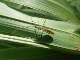 närbild en insekt på ett grönt blad, på en oskärpa bakgrund. det är leptocorisa oratoria walang sangit, Indonesien, risöronkryp, är en insekt från familjen alydidae, bredhuvade insekter. foto