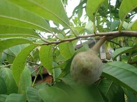 vaniljsås äpplen eller socker äpplen eller annona squamosa linn. växer på ett träd i trädgården i Indonesien foto