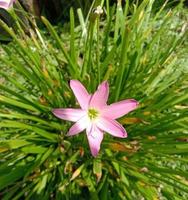 närbild zephyranthes minuta är en växtart som mycket ofta kallas zephyranthes grandiflora eller amaryllis minuta som en synonym i blomma trädgården. foto