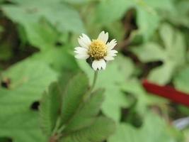 närbild tridax procumbens, allmänt känd som coatbuttons eller tridax daisy, är en art av blommande växter i familjen tusenskönor. den är mest känd som en utbredd ogräs- och skadedjursväxt. foto