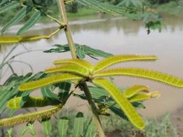 mimosa pod på flodstranden med flodvatten bakgrund. mimosa pudica pudica blyg, blyg eller krympande, även kallad känslig växt, sömnig växt, actionväxt, rör mig inte, skamplanta foto