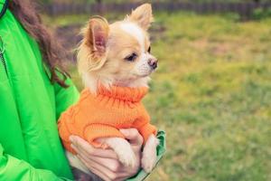 vit och röd hund. chihuahua hund i en orange tröja i famnen på en flicka i en grön jacka. foto