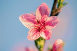 persikoträdet blommar. rosa blommor på ett blommande träd. foto