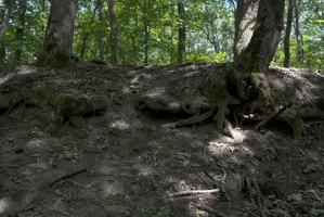 nakna rötter av två träd foto