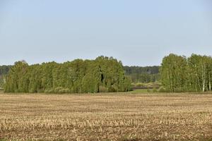 jordbruksfält och skog mot himlen foto