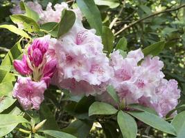 vackra rosa rhododendronblommor, knoppar och gröna blad foto