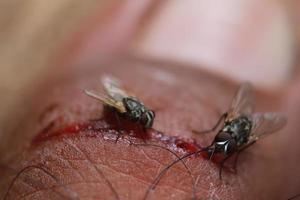 flugor som svärmar på blodig hud foto
