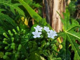 makrofoto av vita japanska papayaväxtblommor i trädgården foto