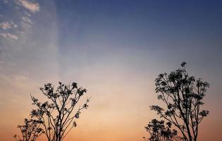 siluettform av träden med en vacker himmel. foto