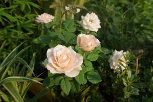 ljusrosa rosor med gröna blad foto