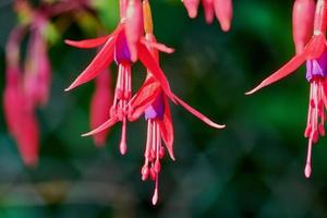 fuchsia blomma närbild i en trädgård foto