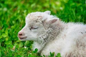 porträtt av ett litet lamm som sover på en äng foto