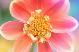 närbild av röd gul färgad dahlia blomma foto